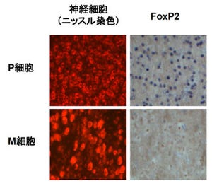 東大、高等哺乳動物の視覚神経回路に発現する遺伝子の特定に成功