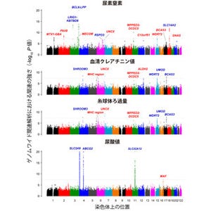 理研、東アジア人集団における腎臓機能の個人差の原因を解明