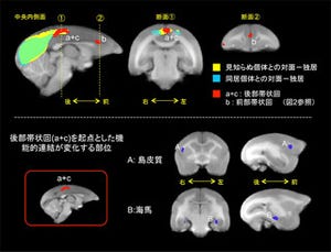 霊長類の個体間に見られる社会性行動の違いにセロトニンが関係 -理研が解明