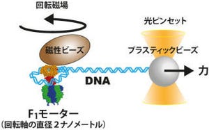 東大、DNAをきつく折り曲げるのに必要な力を直接計測することに成功