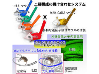 NIPS、各種脳細胞を種類別に光で制御できる「KENGE-tetシステム」を確立