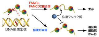 早大など、がん抑制タンパク質複合体「FANCI-FANCD2複合体」の機能を解明