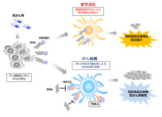 北大、抗がん剤耐性を誘導する免疫細胞由来の新規分子を同定