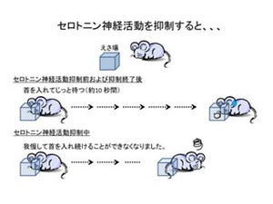 脳内のセロトニンの活動が抑制されると諦めやすくなる - OISTが確認