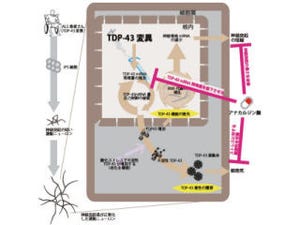 京大とJST、ALS患者からのiPS細胞を用いてALS用新規治療薬のシーズを発見