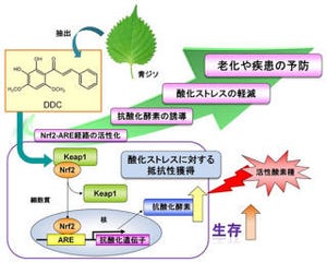 青ジソを食べれば老化を防げる!? - 京大らが新たな抗酸化成分を検出