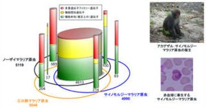 サルマラリア原虫をゲノム解読して三日熱マラリア原虫と比較 - 阪大など