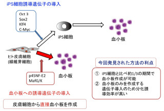 慶応大など、繊維芽細胞から血小板を直接作成する技術を開発 - ヒトでも実証