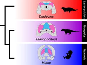 ほ乳類の「頭頂間骨」と「板骨」は失われていない - 京大、定説を覆す発見