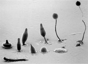 従来とは違う細胞死 - 筑波大、カフェインベースの抗がん剤開発に一歩前進