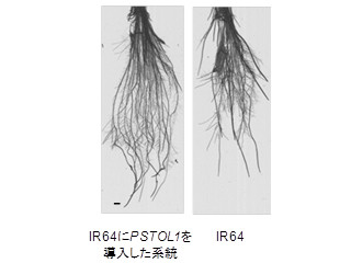 JIRCASなど、イネのリン酸欠乏耐性遺伝子「PSTOL1」を同定して機能を解明