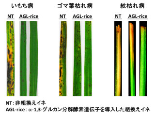 イネの3大病害菌は自然免疫をくぐり抜けるコーティングをまとう - 生物研