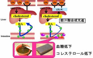 慶応大、「胆汁酸」を調節することで糖尿病やメタボを改善できることを解明