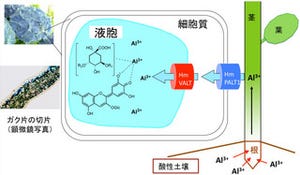  名大、アジサイの酸性土壌耐性遺伝子を同定してほかの植物の強化に成功