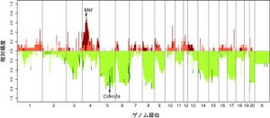 名大、ヒトのがんと同様の染色体変化が再現される動物発がんモデルを開発