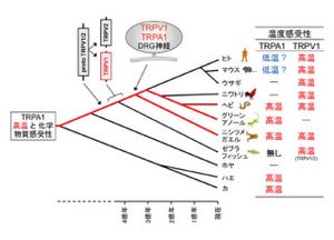 化学物質センサ「TRPA1チャネル」の機能は脊椎動物種間で多様 - NIPSなど