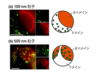 JAIST、「人工細胞膜」を用いてナノ粒子が生体に作用する仕組みを解明