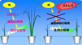 東大など、乾燥した状態でもイネの生長を制御する仕組みを分子レベルで解明