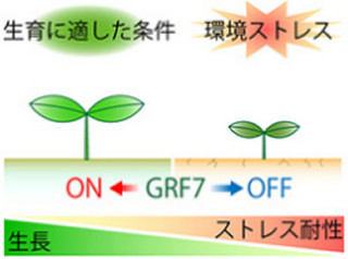 東大など、植物の生長速度と環境ストレス応答のバランス調整の仕組みを解明