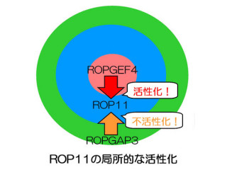 東大、植物細胞の形を決める遺伝子セットを同定して分子的な仕組みも解明