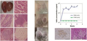 京大など、ヒト化動物としての利用も可能な「重症免疫不全ラット」を作製