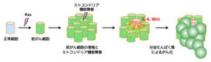 ミトコンドリアの機能低下が周辺組織のがん化を促進する - 神戸大など