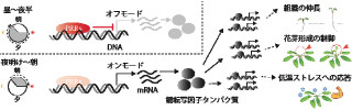 名大、植物の1日の時間情報を司る遺伝子発現のネットワーク構造を発見