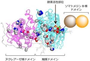 東大、骨疾患や糖尿病の発症メカニズムの一端を解明