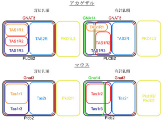 味覚受容体はほ乳類でもげっ歯類とアカゲザルでは異なる部分もある - 東大