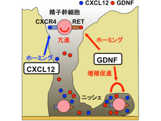 京大、精子幹細胞移植法の「ホーミング」に関わる分子機構の一部を解明