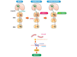 阪大など、「多発性硬化症」で傷ついた神経が自然再生する仕組みを解明