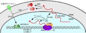 炎症応答で重要な転写因子「NFκB」は自分で自分を抑制する - 東工大など