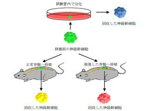 損傷脊髄に移植された神経幹細胞の機能は生着環境で大きく異なる - 九大