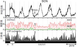24時間周期の睡眠・覚醒リズムの形成には「セロトニン」が関与 - 理研