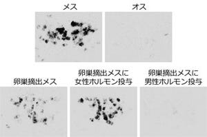 東大、メダカの生殖行動におけるメスの脳とオスの脳の違いを発見