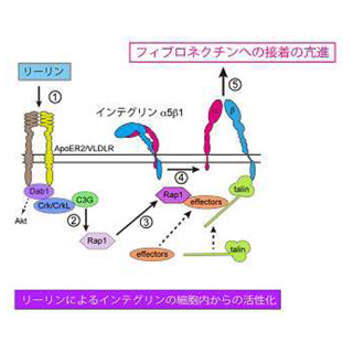 慶応大、大脳の神経細胞が正しく配置されるメカニズムを発見