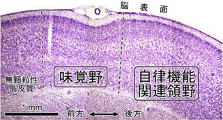 阪大、「辛味」認知が大脳島皮質の自律機能を賦活化するメカニズムを発見