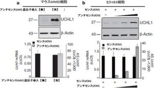 「アンチセンスRNA」はタンパク質合成の阻害だけでなく促進もする - 理研