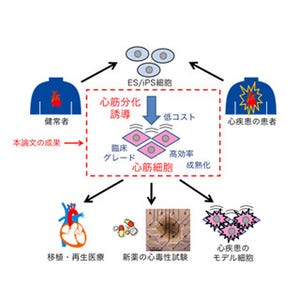 京大、安全な臨床グレードの心筋細胞をES/iPS細胞から生産する技術を確立