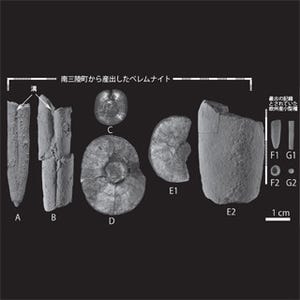 北大、ベレムナイトが史上最大の絶滅イベントを生き延びていたことを確認