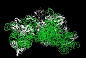 生物種固有のはずの「16S rRNA」が異種生物のものと置換可能 - 産総研など