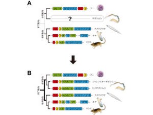 OIST、新口動物群が共通祖先から進化してきたことを示す科学的証拠を発見