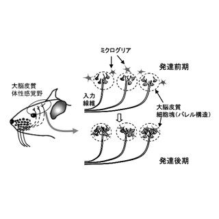 脳内の侵入者を排除するミクログリアが神経配線の成熟に関与 - 阪大が発見