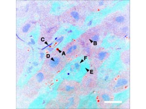 阪大など、生体組織の組成別の着色と3次元的な可視化ができる顕微鏡を開発