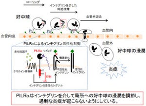 阪大など、過剰な炎症反応を抑えるタンパク質とその仕組みを白血球に発見