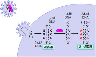 酵素「APOBEC3」がゲノムに変異をもたらすことが発がんにつながる? - 京大