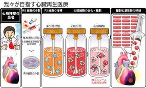 慶応大など、ES/iPS細胞を安全かつ大量に心筋細胞へと分化させる技術を開発