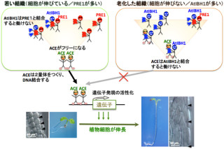 3種類のタンパク質のバランスによって植物細胞の長さが決まる - 産総研