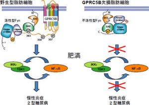 理研、肥満による2型糖尿病の要因としてGPCRの1種「GPRC5B」が重要と確認