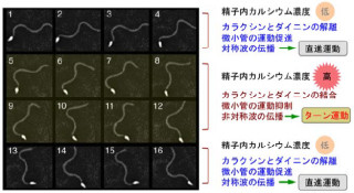 筑波大など、精子が卵に寄る際の方向転換を司るタンパク質を発見